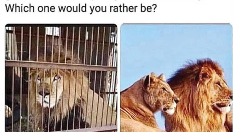 Which would you rather be?